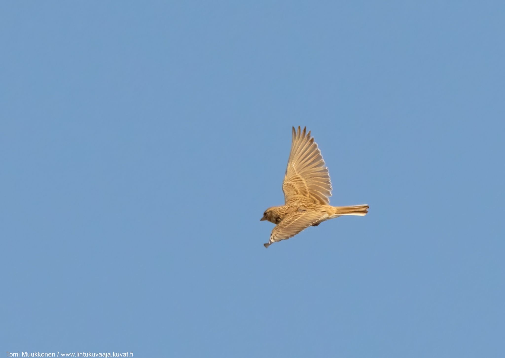 Mushuk klitorining fotosurati